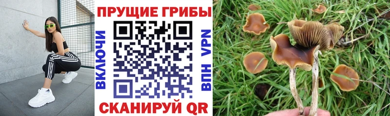 Псилоцибиновые грибы Magic Shrooms  Купить где  Приволжский 